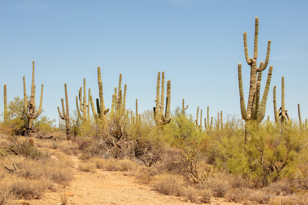Arizona