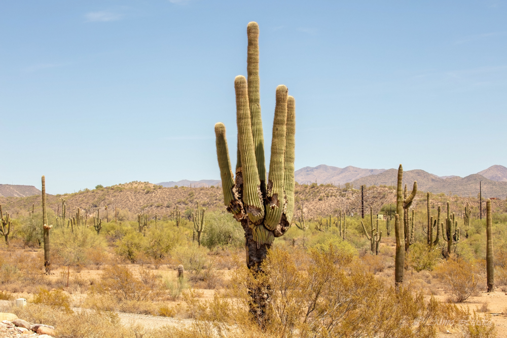 Arizona