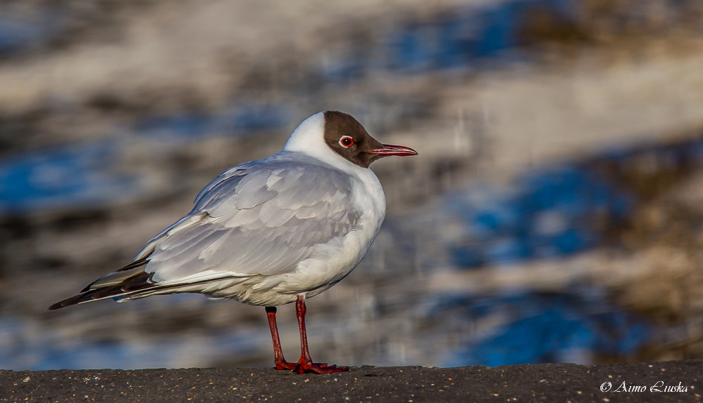 Naurulokki
