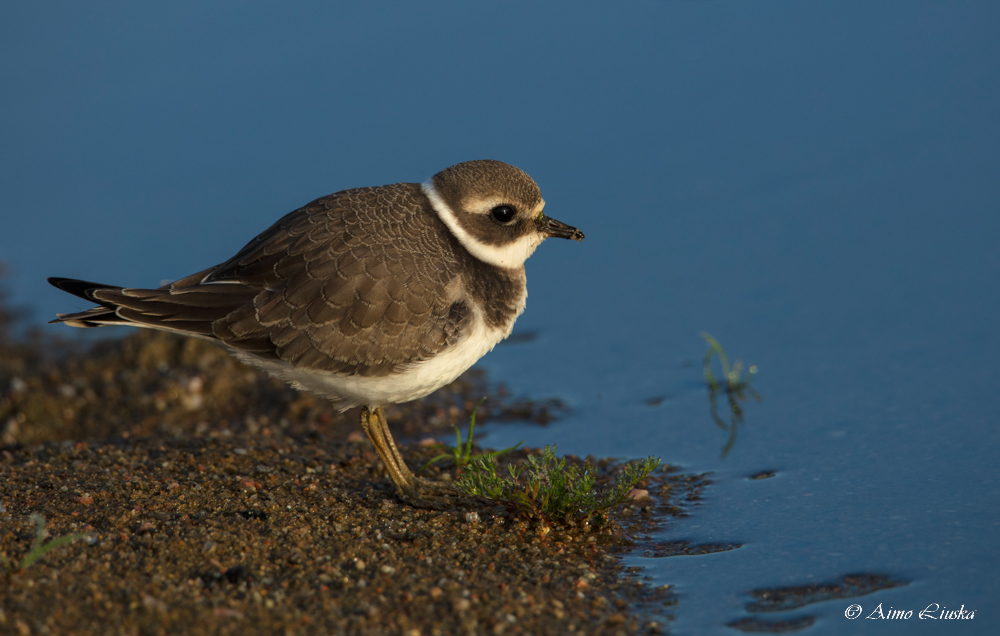 Kuvassa on tylli (Charadrius hiaticula)