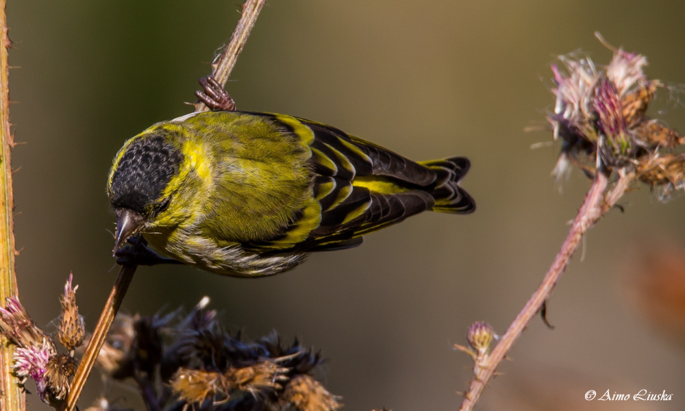 Kuvassa on vihervarpunen koiras (Spinus spinus)