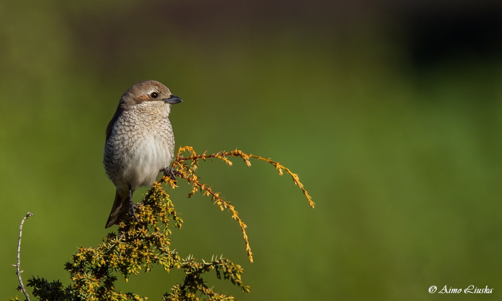 Kuvassa on pikkulepinkäinen (Lanius collurio)