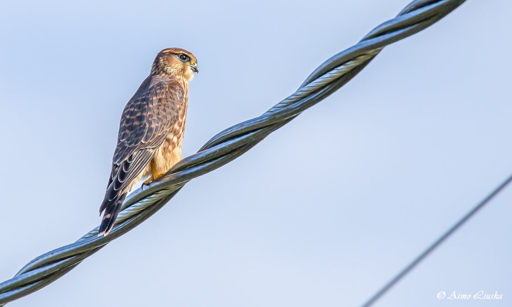 Kuvassa on ampuhaukka (Falco columbarius)