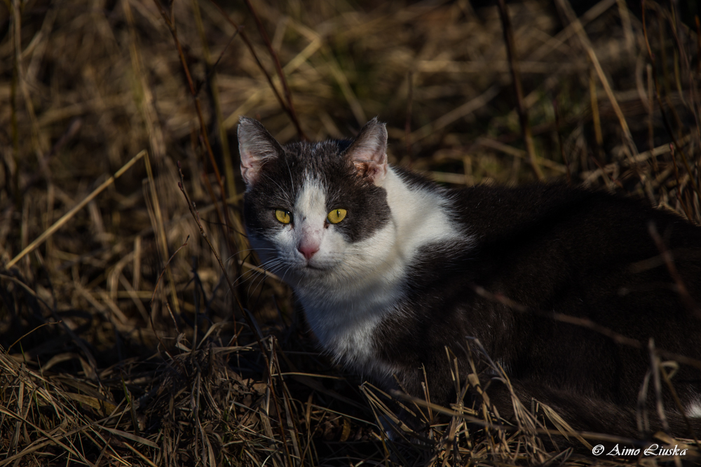 Kissa