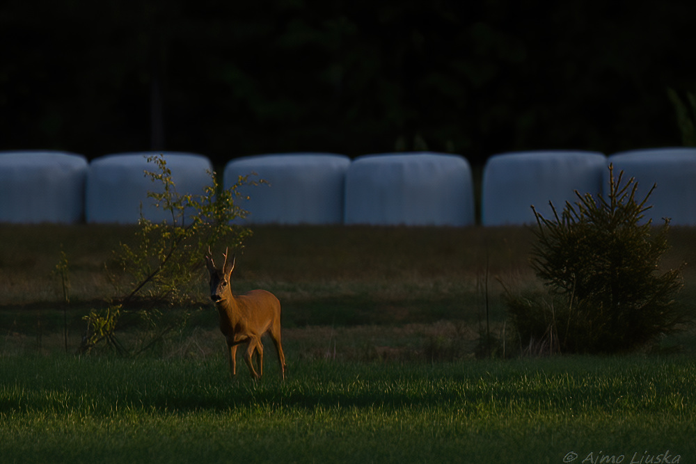 Kuvassa on metsäkauris (Capreolus capreolus), tarkemmin sanottuna koiraspuolinen kaurispukki.