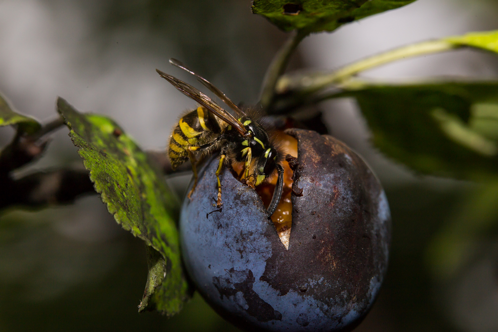 Luumurosvo