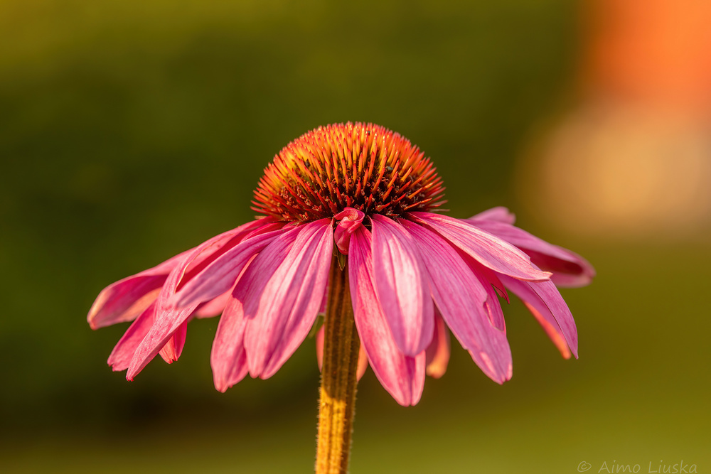Kuvassa on kaunopunahattu (tieteelliseltä nimeltään Echinacea purpurea)