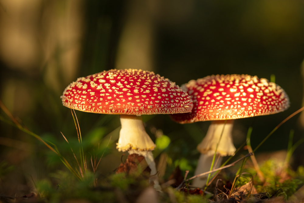 Punakärpässieni